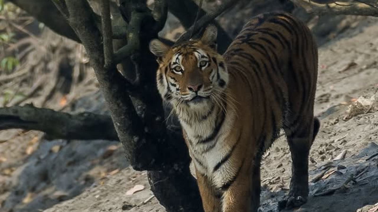 3-Day Sundarbans Wildlife Safari from Kolkata with Village Stay