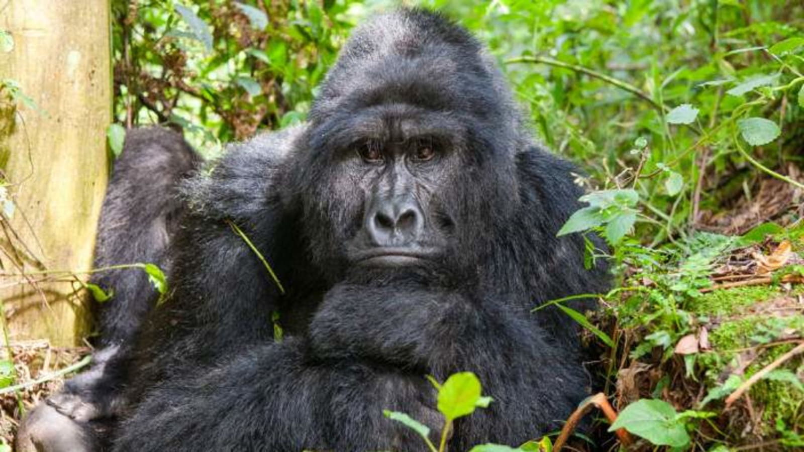 3-Day Uganda Gorilla Trekking Safari with Lake Bunyonyi Stay