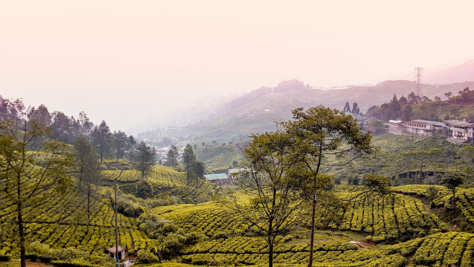 1-Day Bogor Safari and Puncak Tour with Tea Plantation Visit