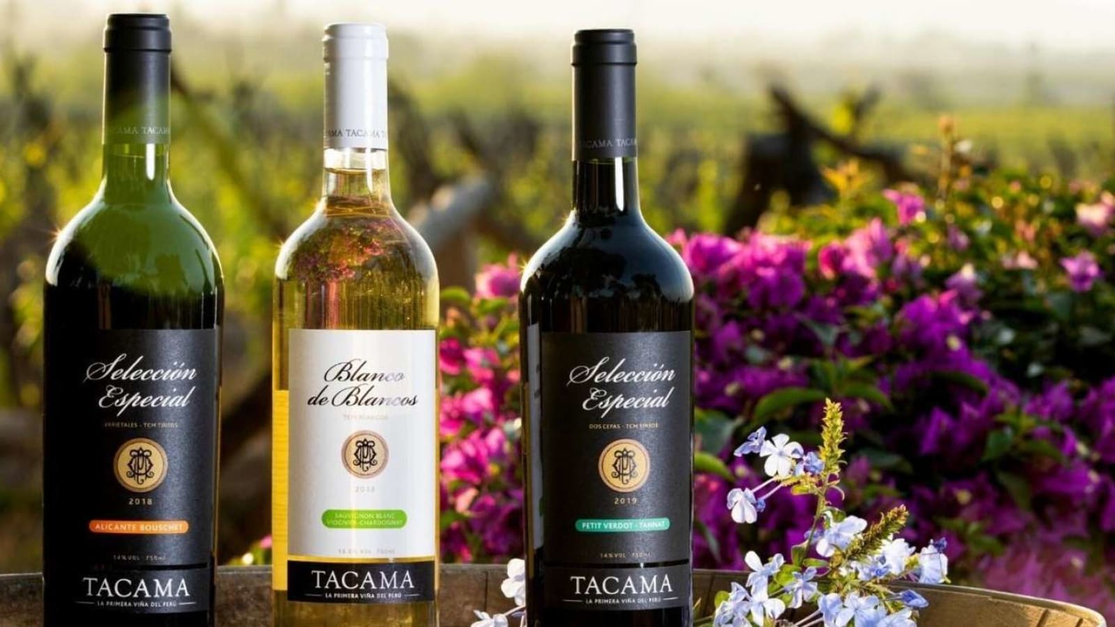 7-Hour Wine Tasting Tour in Ica with Tacama and Lovera Wineries