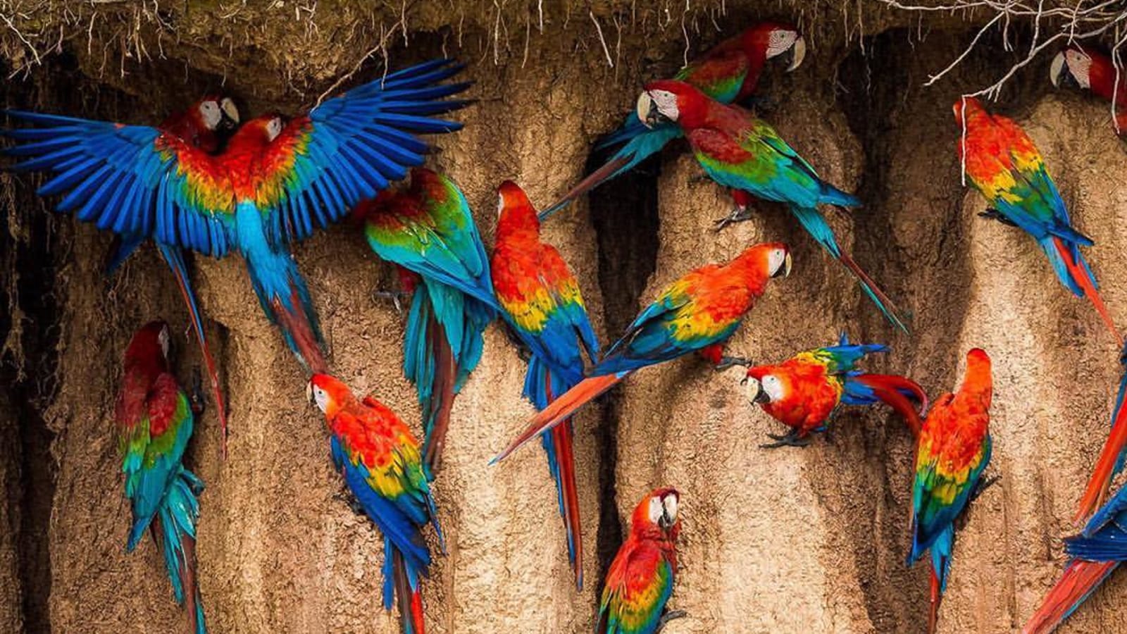 8-Hour Tambopata Macaw Clay Lick Tour from Puerto Maldonado