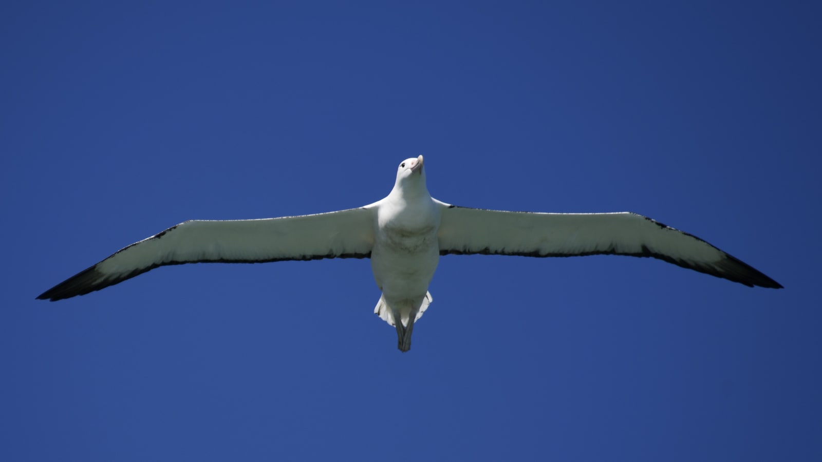6-Hour Dunedin City and Otago Peninsula Tour with Albatross Colony