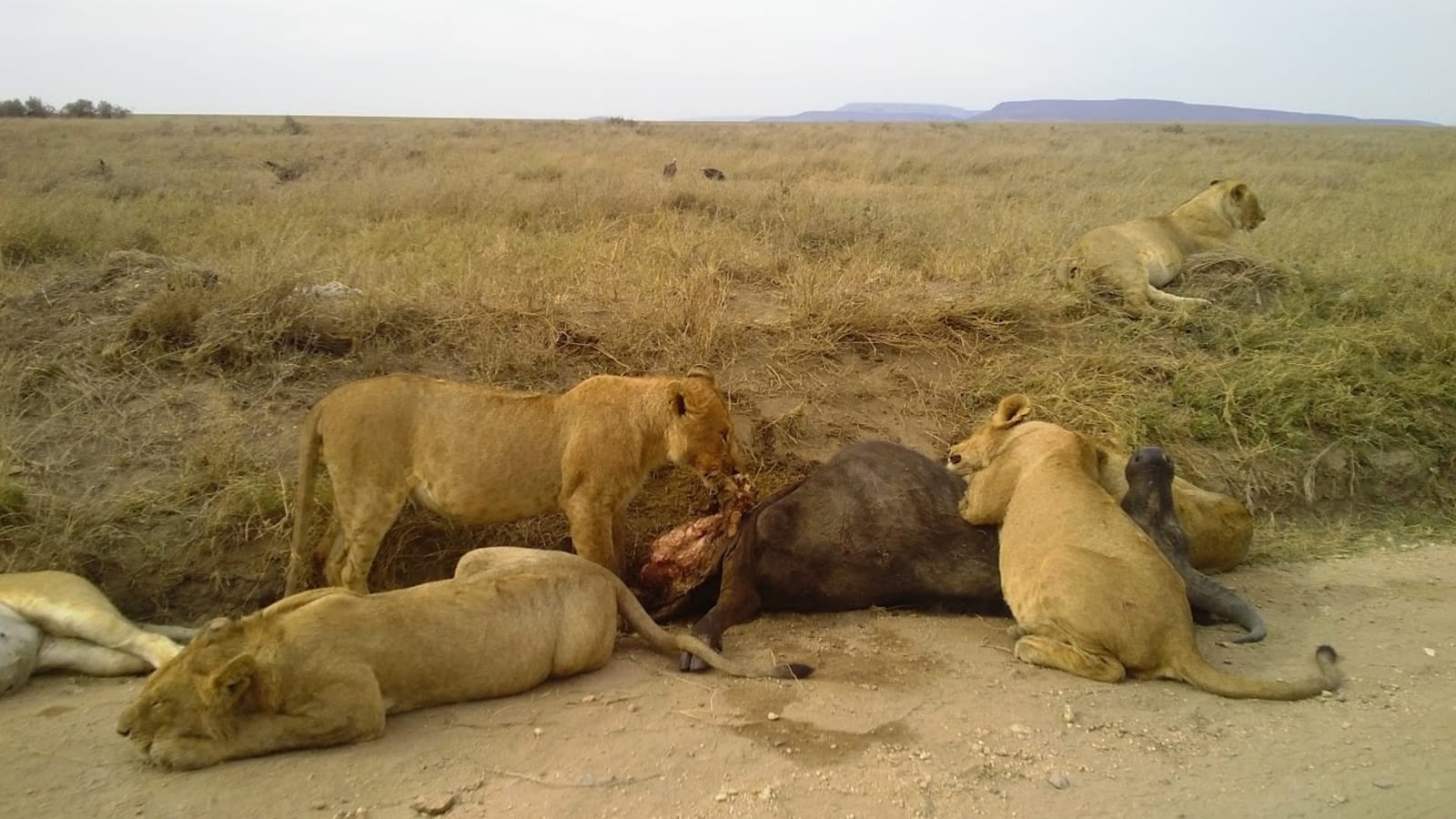 4-Day Kruger National Park Safari from Johannesburg with Panorama Route