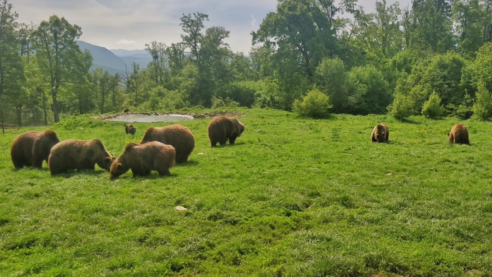 4-Day Transylvania Golden Circle Tour with Bears, Bran and Sighisoara