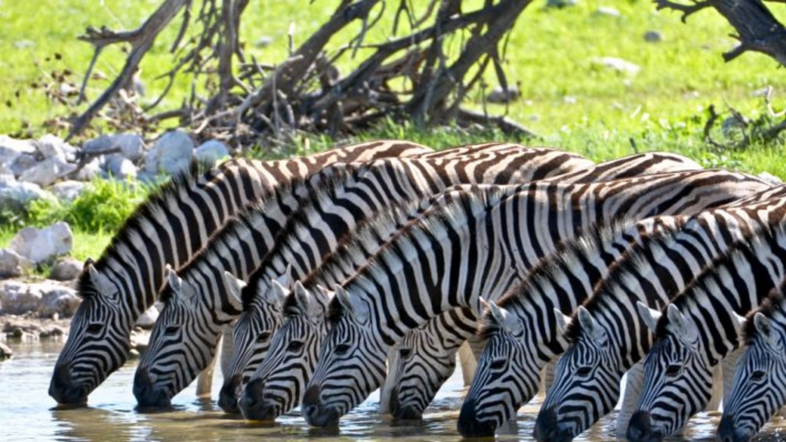 4-Day Kruger National Park Safari from Johannesburg with Panorama Route