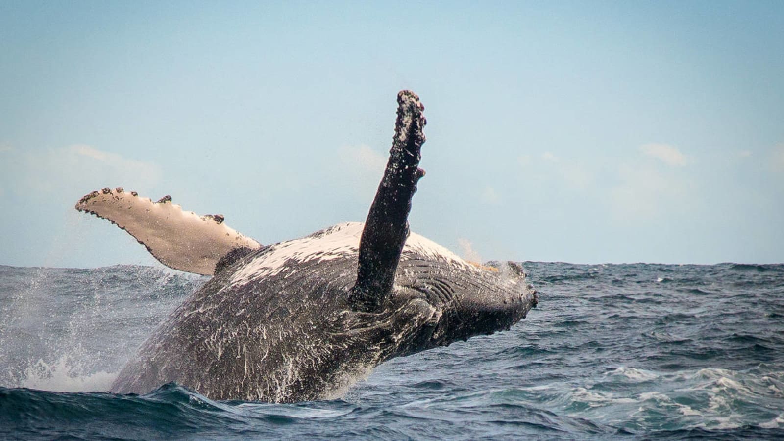 9-Hour George, Knysna and Plettenberg Bay Tour with Ocean Cruise