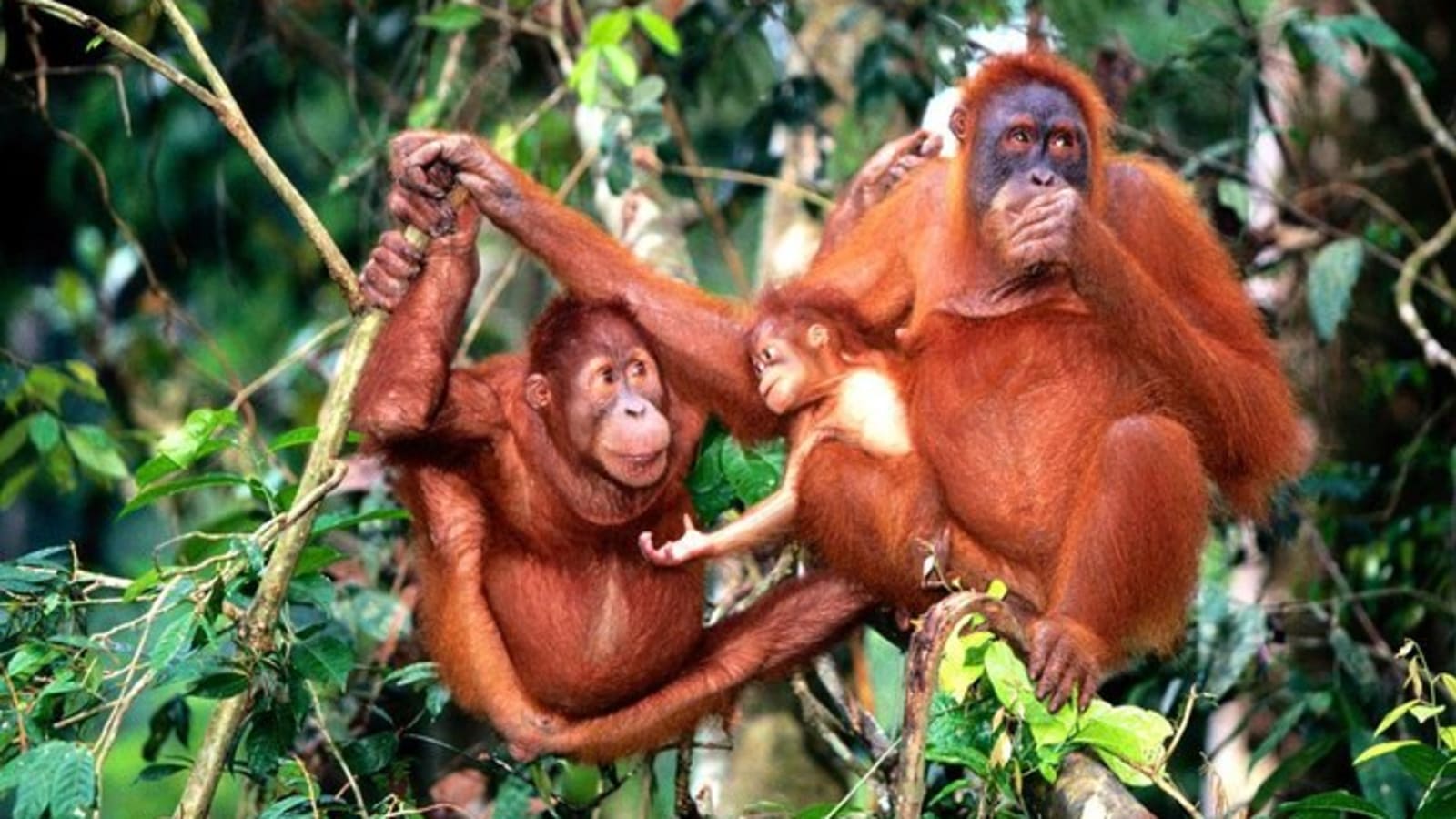 12-Hour Orang Utan Island and Ipoh Tour from Kuala Lumpur