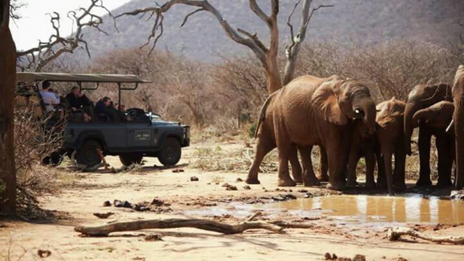 8-Hour Madikwe Game Reserve Safari with Sundown Game Drive