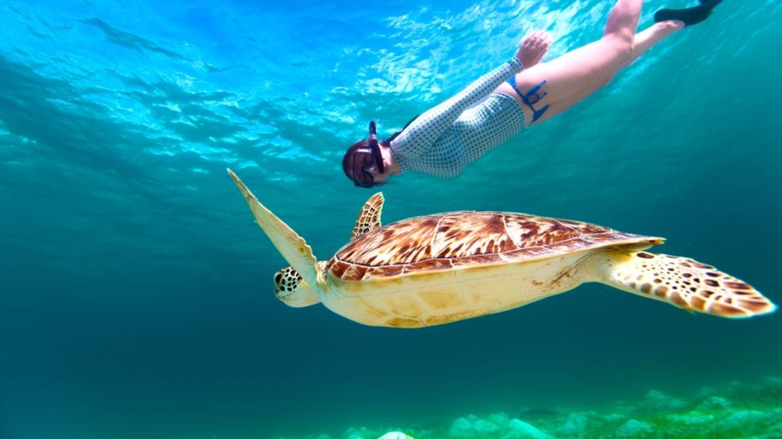 8-Hour Marsa Mubarak Snorkelling Tour with Turtles and Dugongs
