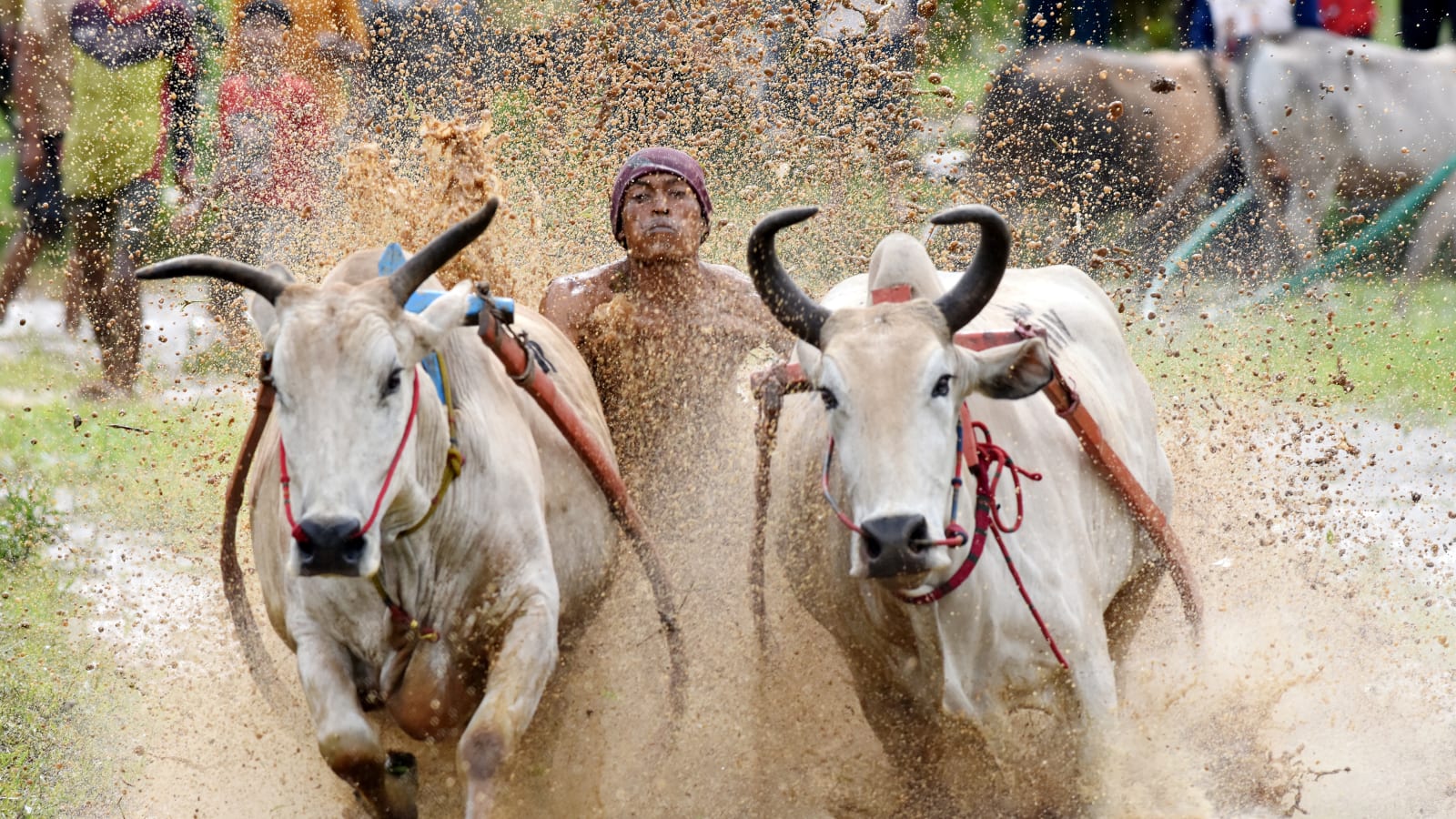 2-Day West Sumatra Tour with Pacu Jawi and Raflesia Arnoldi