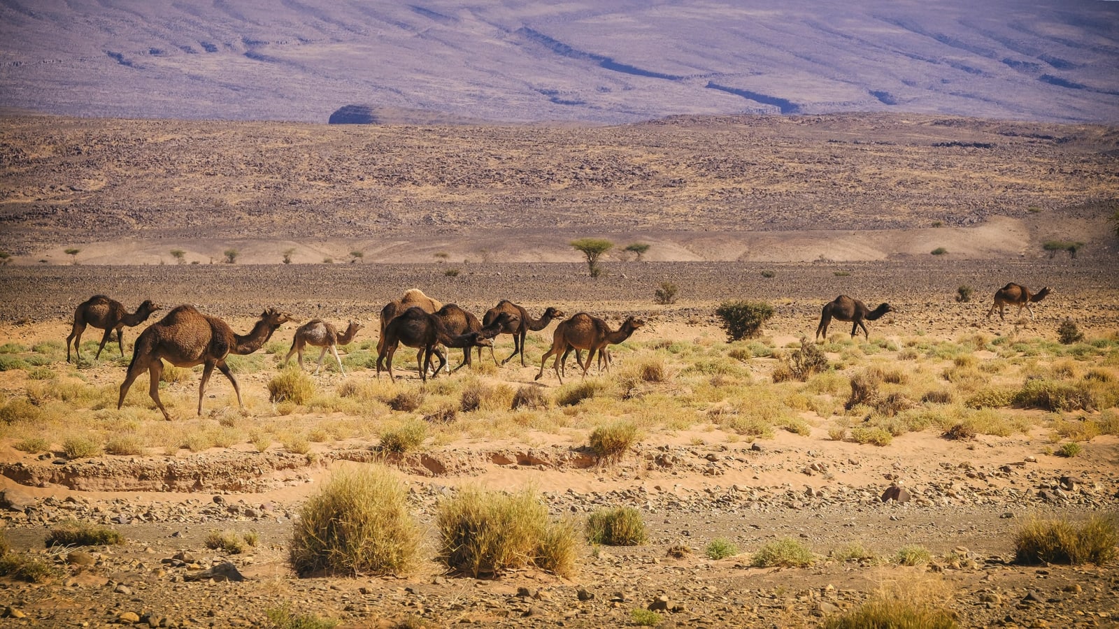 3-Day Morocco Desert Adventure from Marrakech with Erg Chigaga