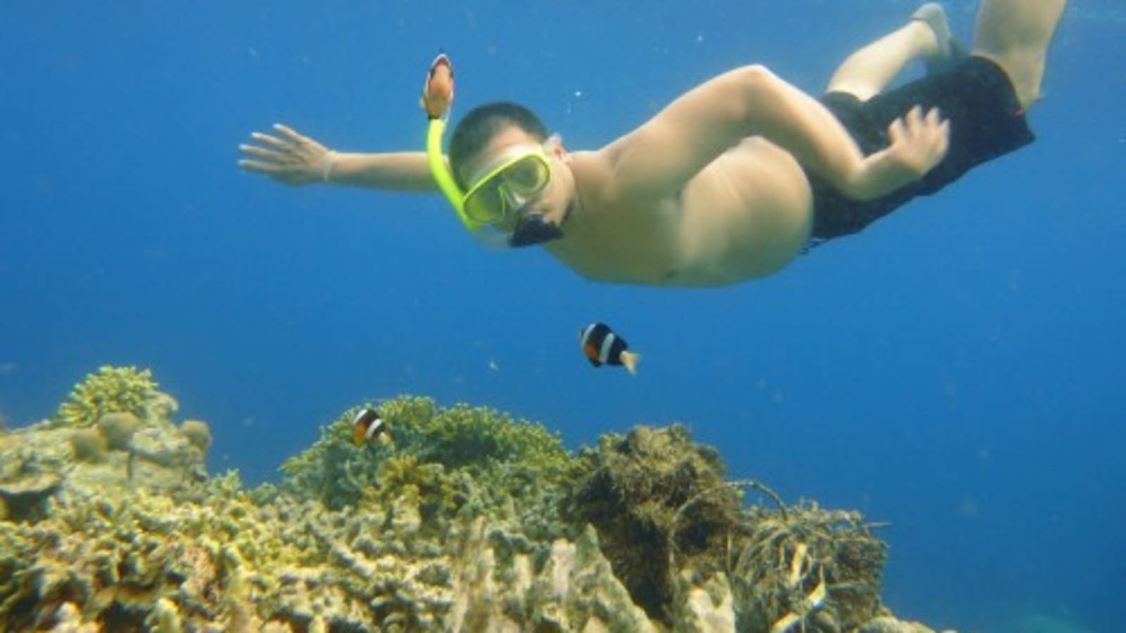 1-Day Bunaken Snorkelling Tour from Manado with Marine Life Views