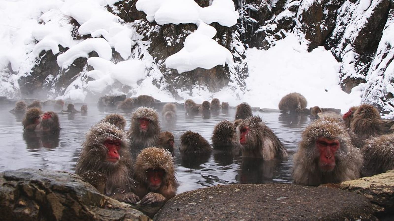 11-Hour Snow Monkey Park Tour in Nagano with Jigokudani