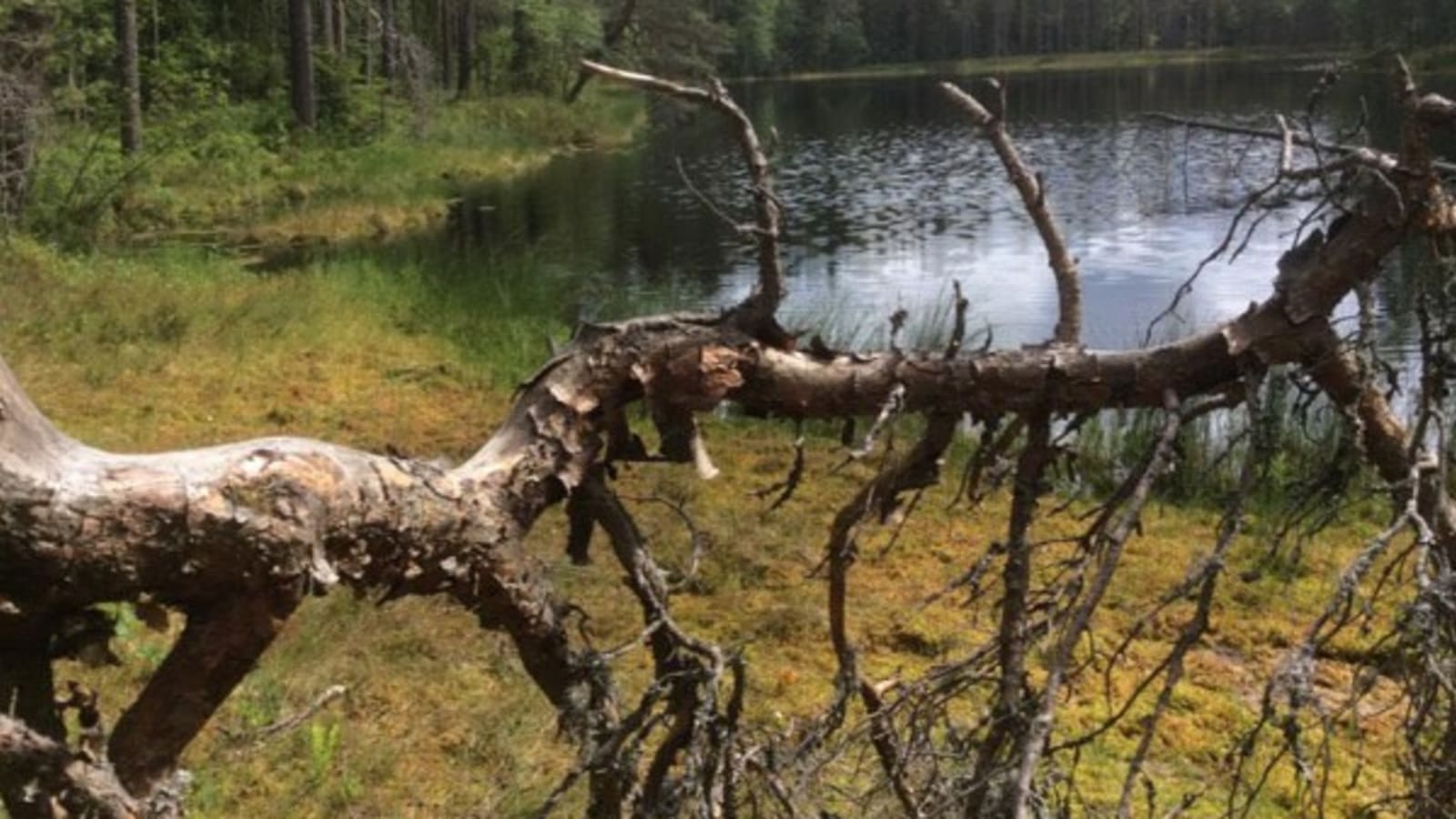 6-Hour Hyvinkää Hike from Helsinki with Forest Picnic
