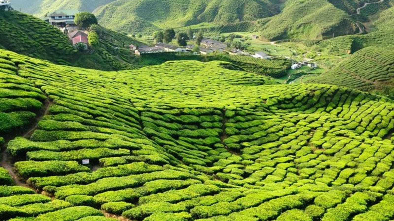 1-Day Cameron Highlands Private Tour with Tea Estate and Strawberry Farm