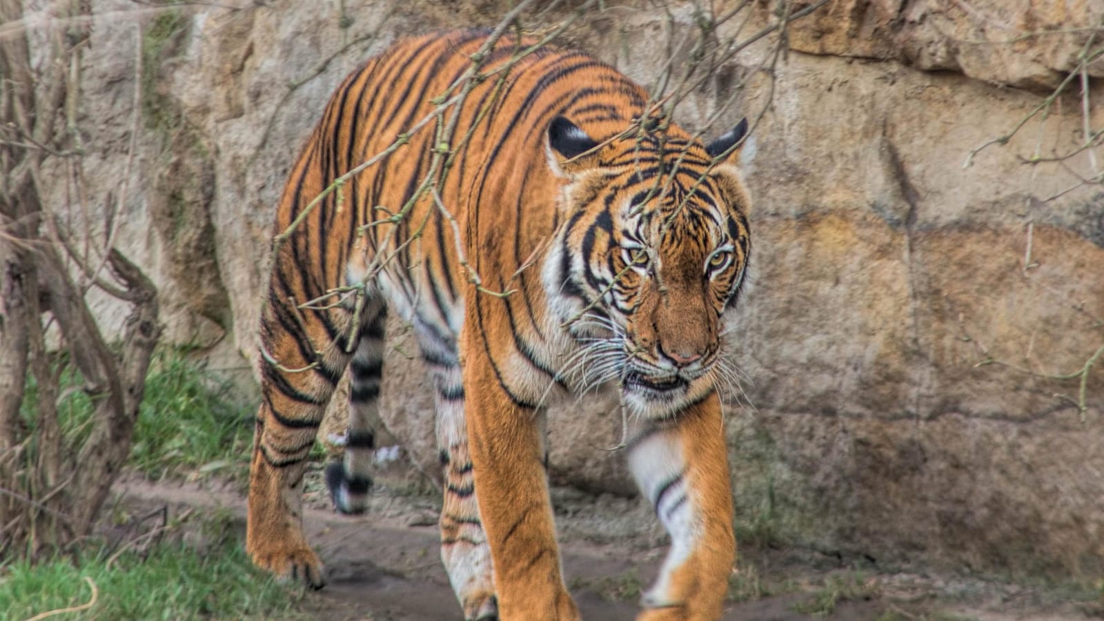 Full-Day Sundarbans Wildlife Tour from Kolkata with Forest Safari