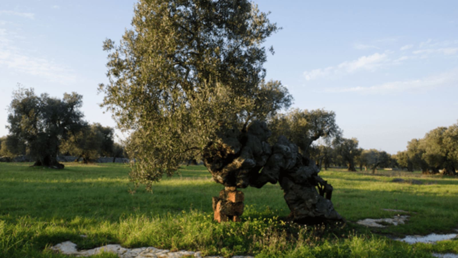 6-Hour Masseria and Ostuni Tour with Olive Oil Tasting