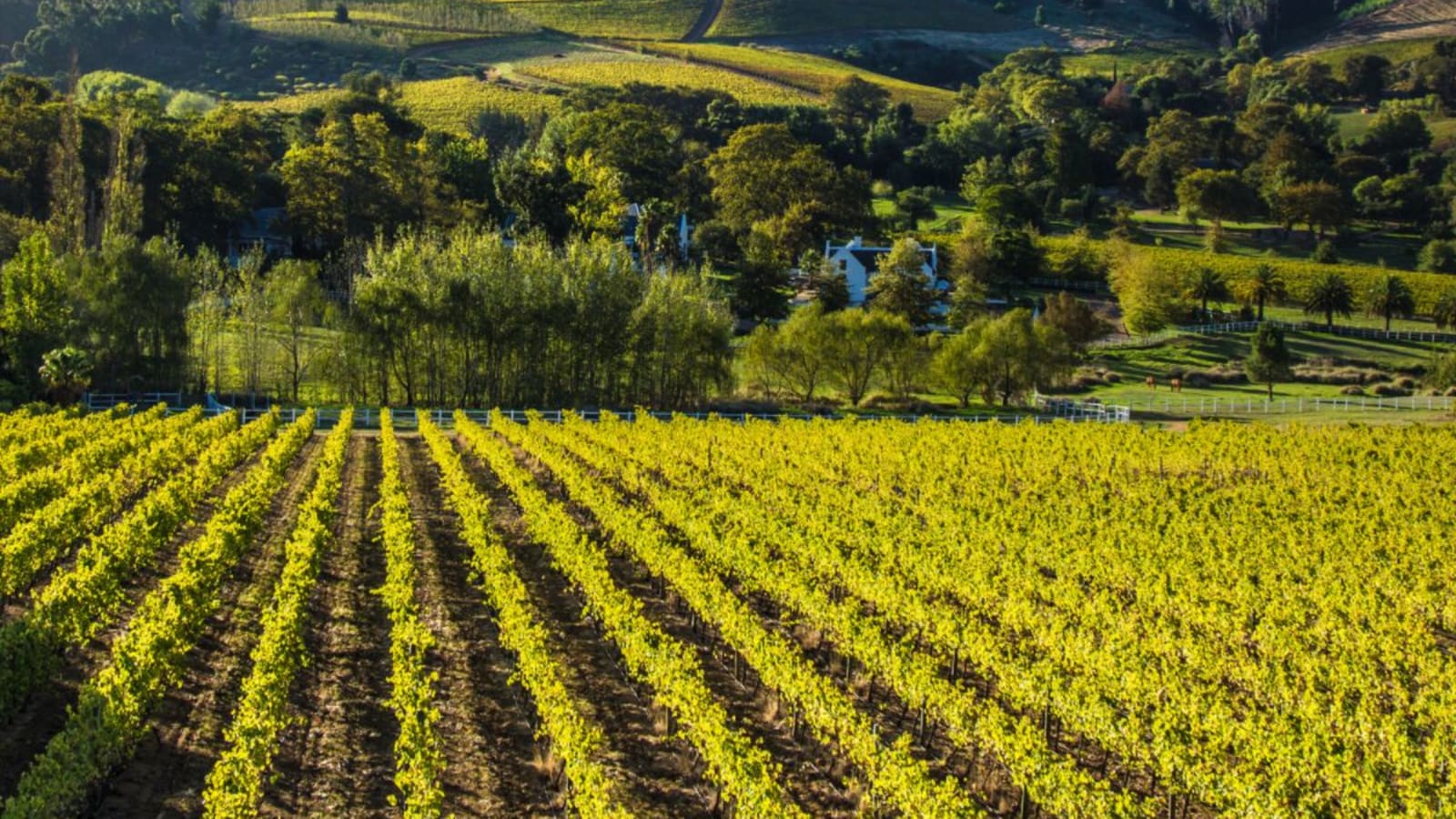 8-Hour Stellenbosch Wine Tour from Cape Town with 3 Estate Visits