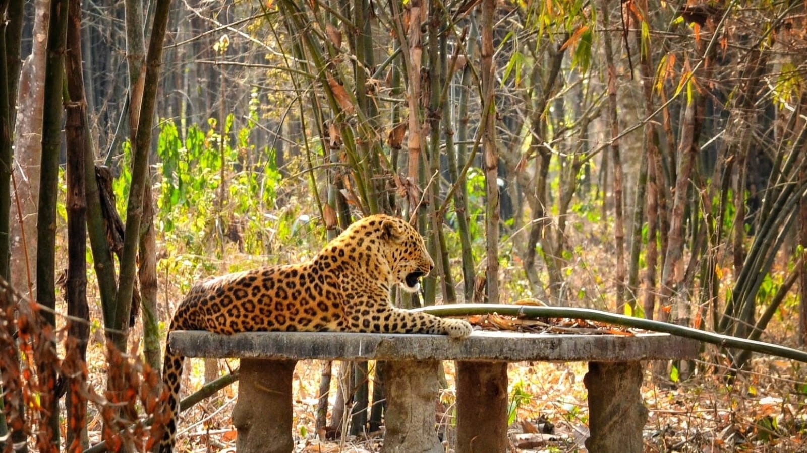 2-Day Gorumara Wildlife and Cultural Tour with Eco Village Stay