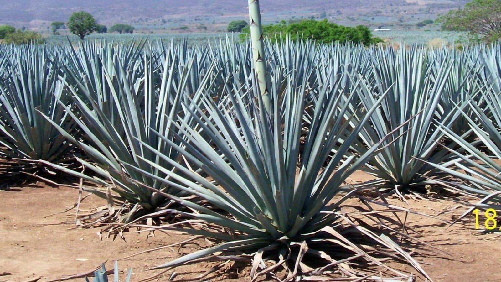 8-Hour Tequila Tour in Tequila with Agave Fields and Tastings