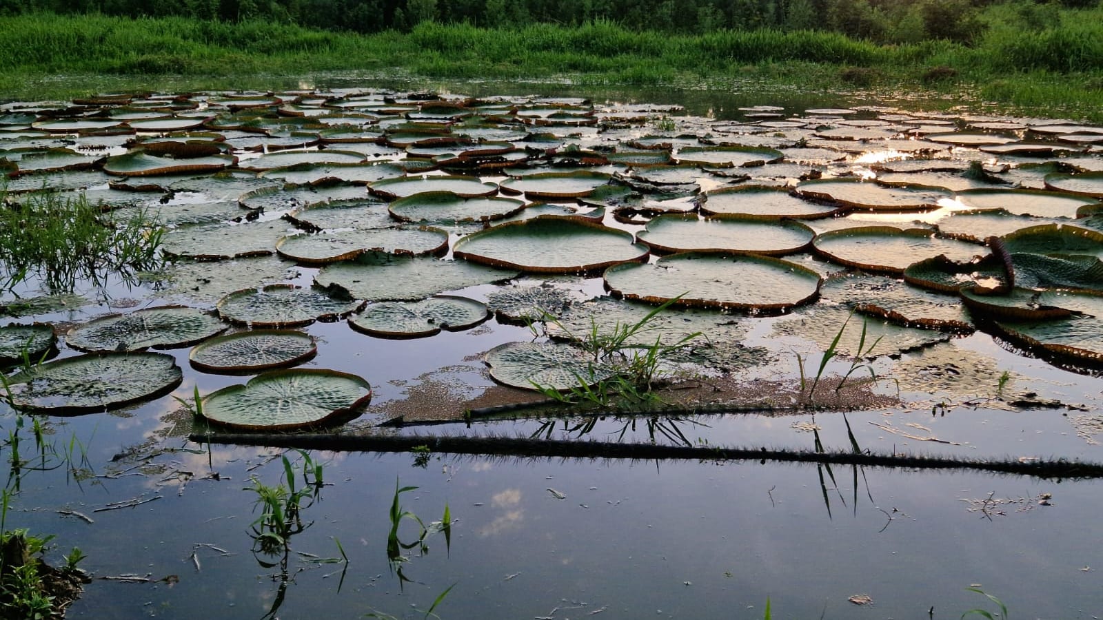 4-Day Amazon Jungle Expedition from Iquitos with Yarapa Camping