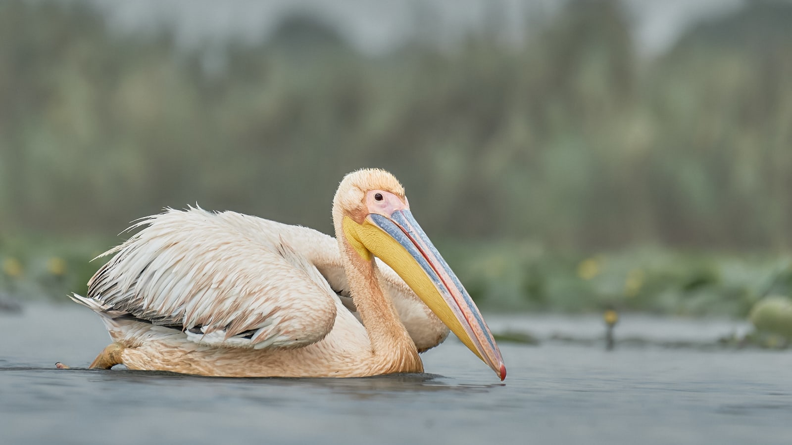 3-Hour Danube Delta Birdwatching Tour with Carasuhat Wetlands