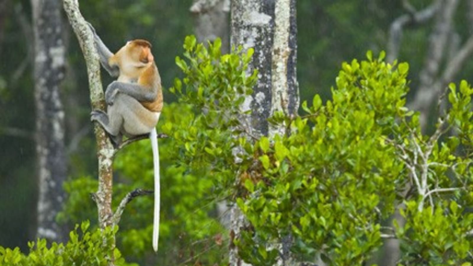7-Day Sabah Nature and Wildlife Tour from Kota Kinabalu