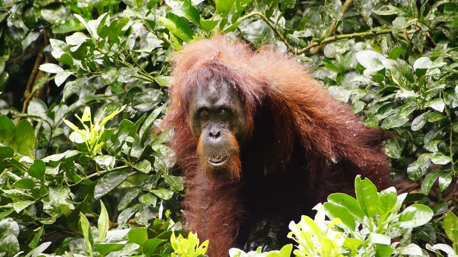 3-Day Kinabatangan Wildlife Cruise from Sandakan with Sepilok