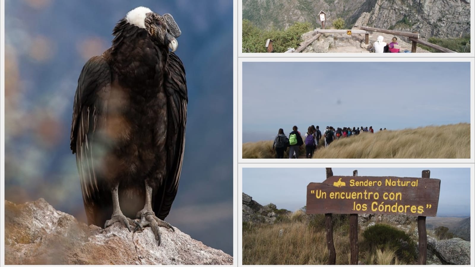 10-Hour Quebrada del Condorito National Park Tour with Bird Watching