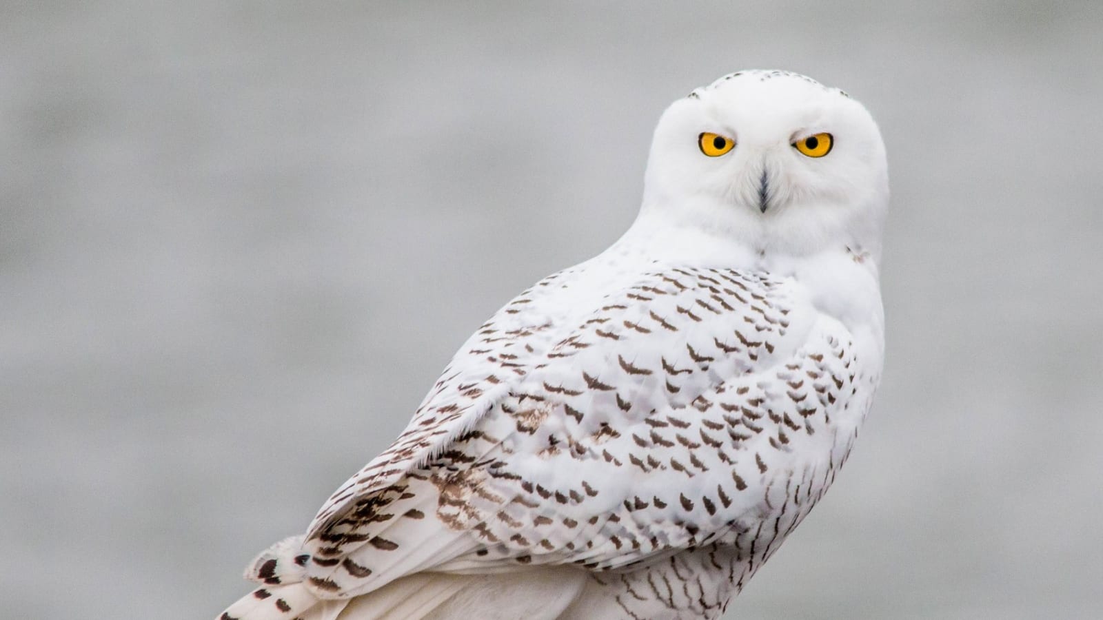 8-Hour Snowy Owl Spotting Tour from Saskatoon with Spotting Scope
