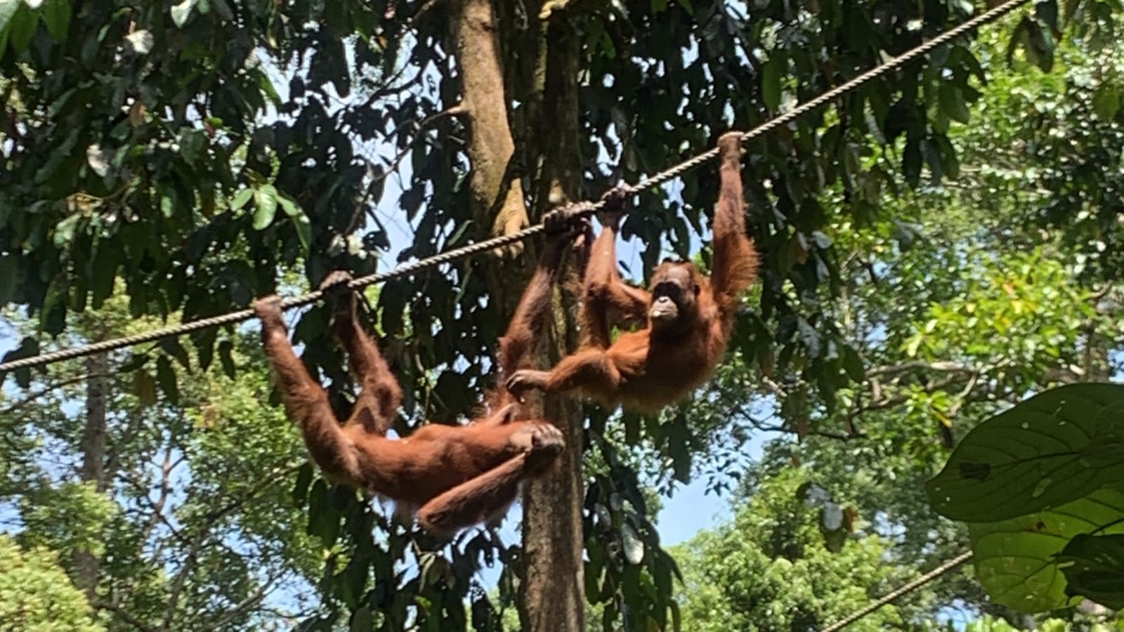 1-Day Wildlife Tour from Sandakan with Sepilok and Canopy Walk