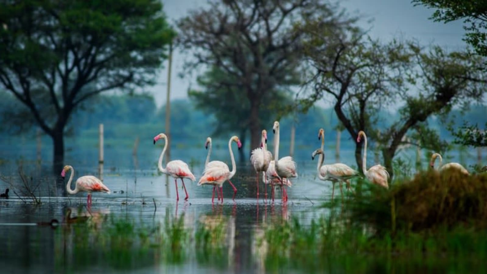8-Hour Keoladeo National Park Birdwatching Tour from Agra