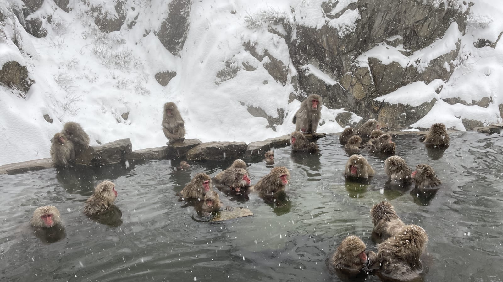 1-Day Snow Monkey Tour in Nagano with Obuse Sake and Hokusai Museum