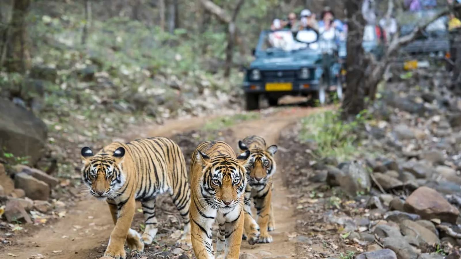 1-Day Jim Corbett National Park Safari from Delhi by Private Car