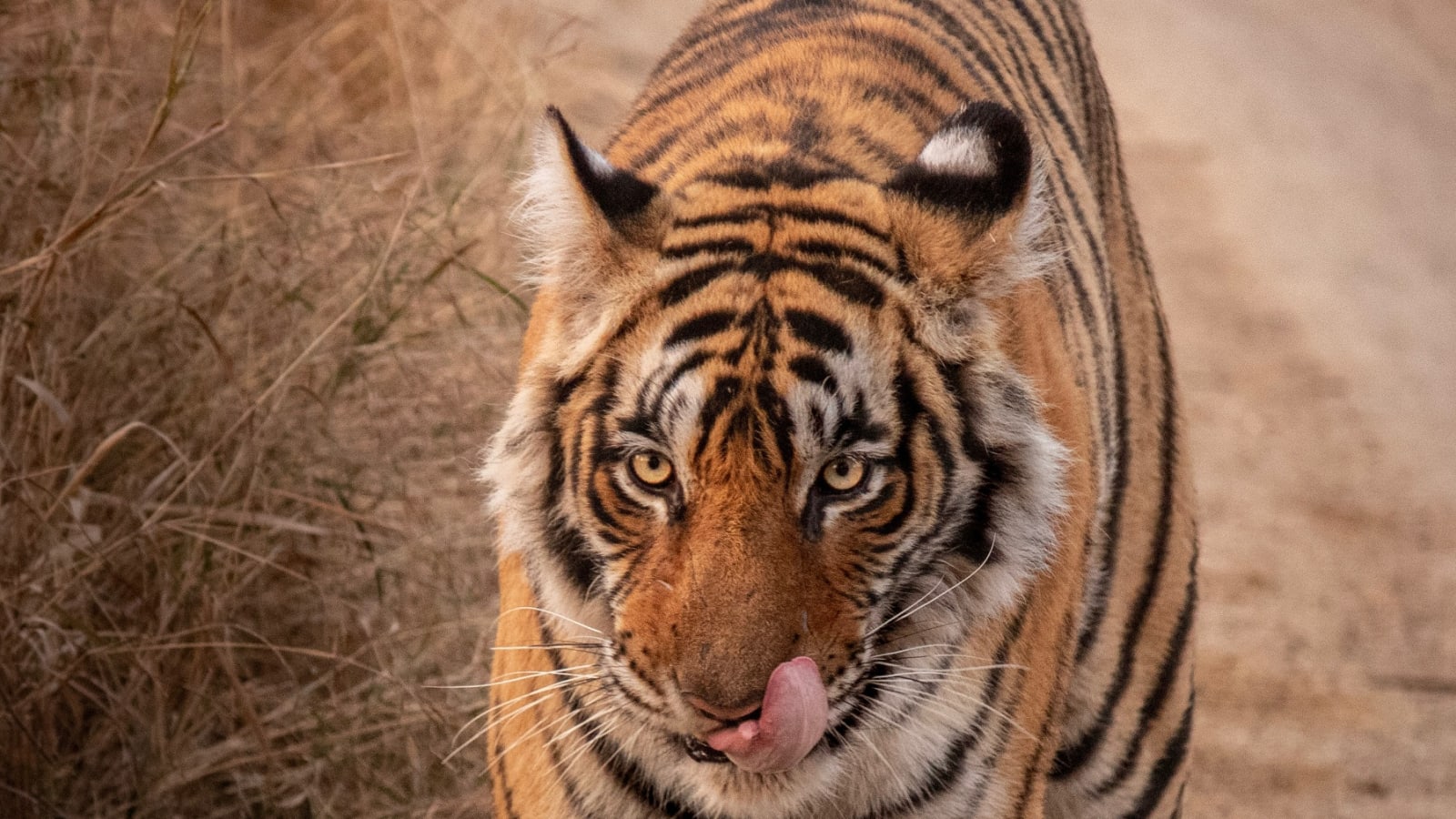 5-Hour Panna National Park Safari from Khajuraho with Private Jeep