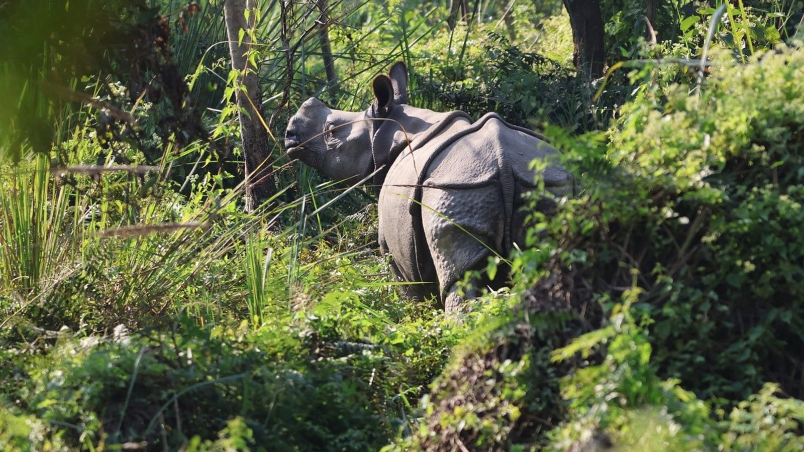 3-Day Chitwan Jungle Safari with Rapti River Canoeing and Tharu Culture