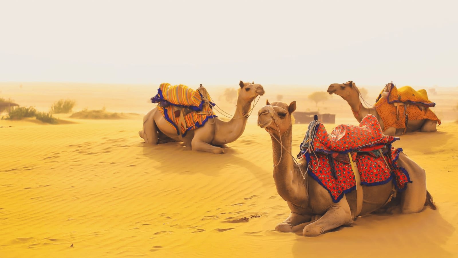8-Day Rajasthan Heritage Tour with Lake Pichola and Pushkar