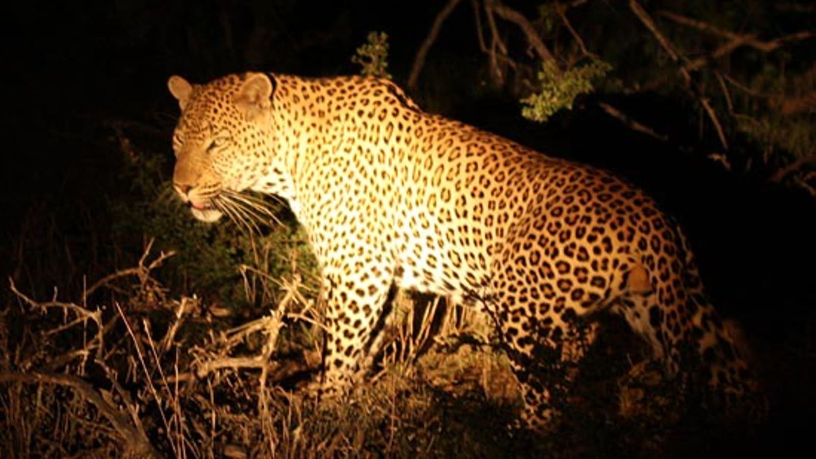 Full-Day Cape Town Wildlife Safari to Ceres with Open-Air Game Drive