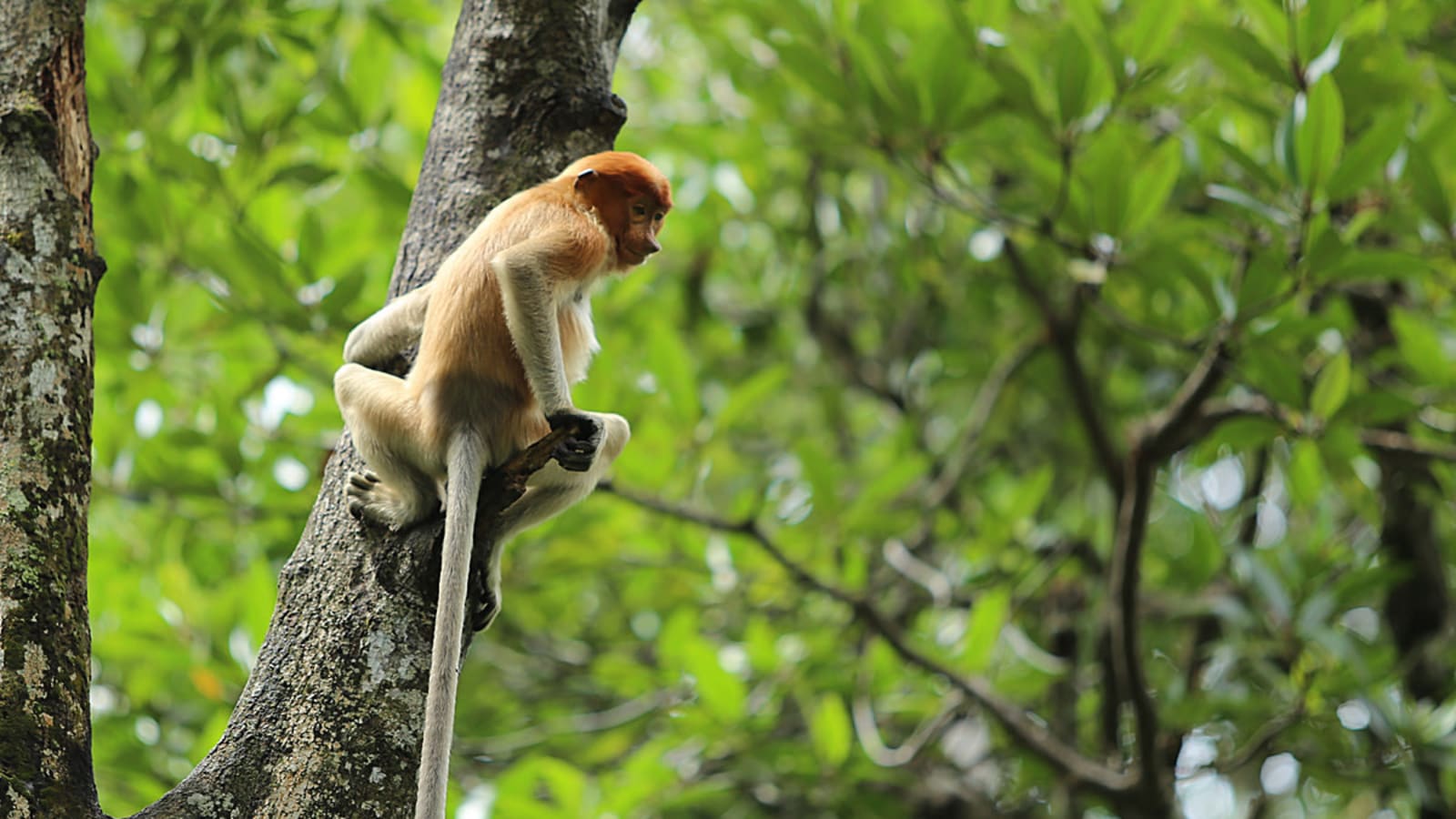 Full-Day Samboja Wildlife and Mangrove Tour from Balikpapan