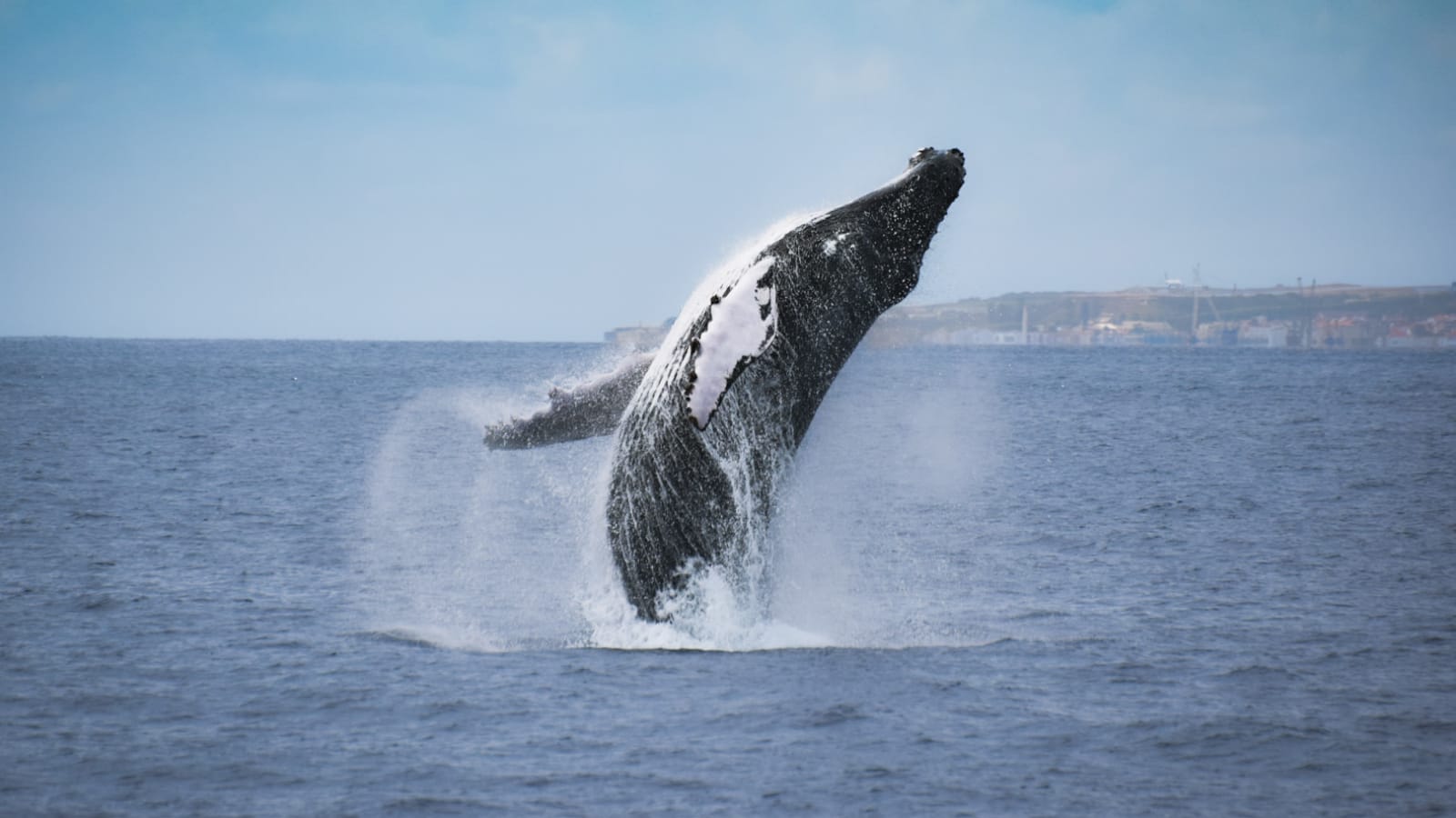 3-Hour Whale Watching Tour in Ponta Delgada with Marine Biologist