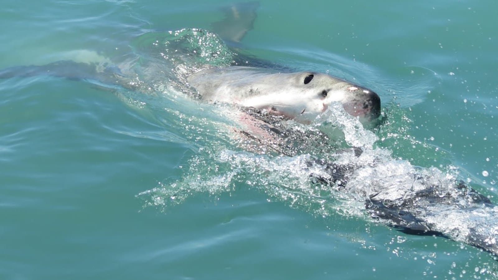 1-Day Gansbaai Shark Cage Diving Tour from Cape Town