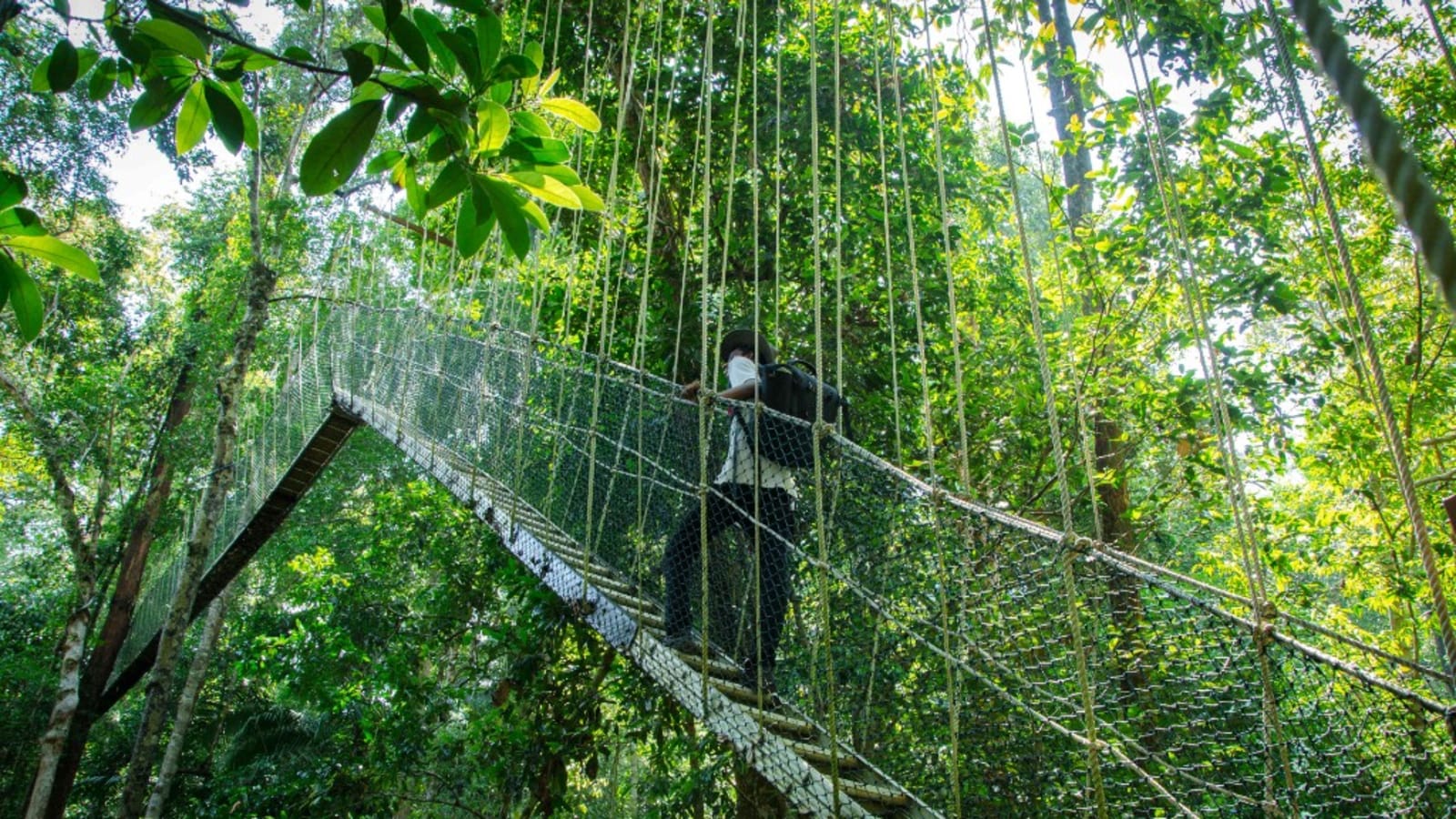 1-Day Taman Negara Jungle Tour from Kuala Lumpur with Canopy Walk