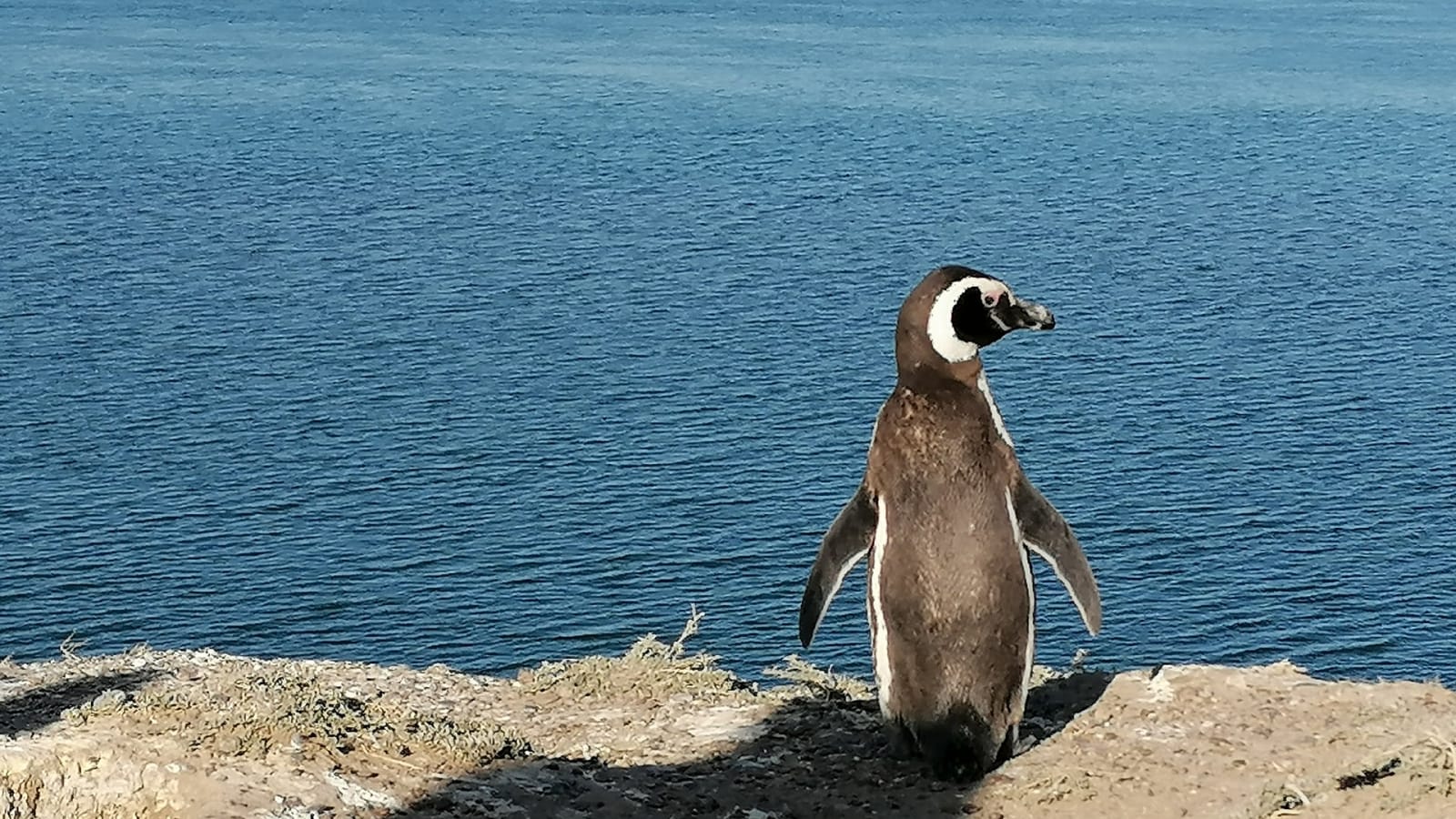 8-Hour Peninsula Valdés Wildlife Tour with Whale Watching Option