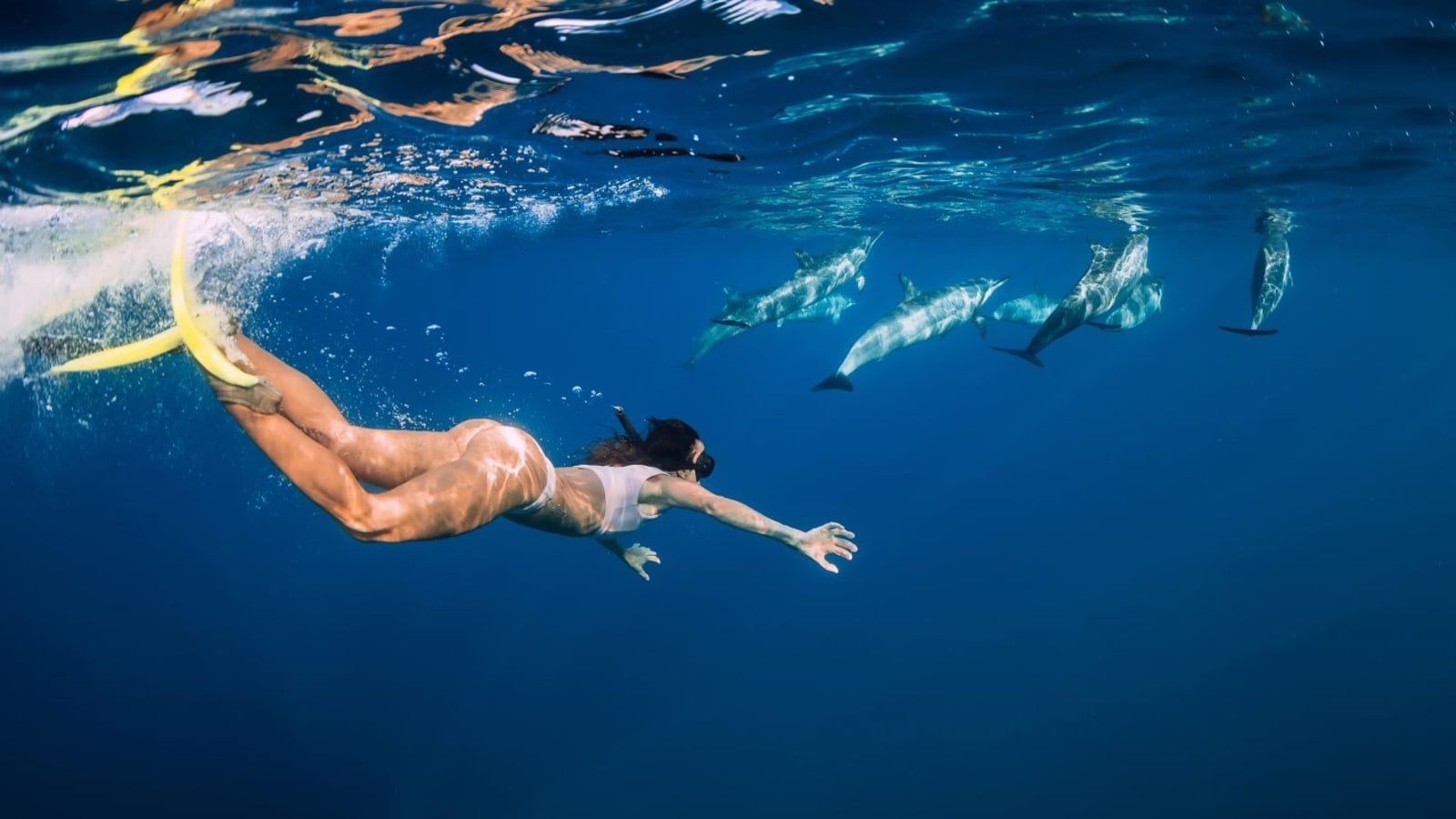 2-Hour Dolphin Swimming Experience in Azores from Ponta Delgada