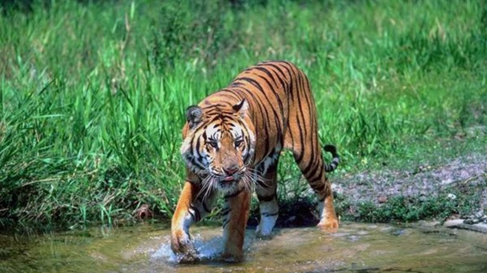 3-Day Sunderbans Wildlife Tour from Kolkata with Village Visit