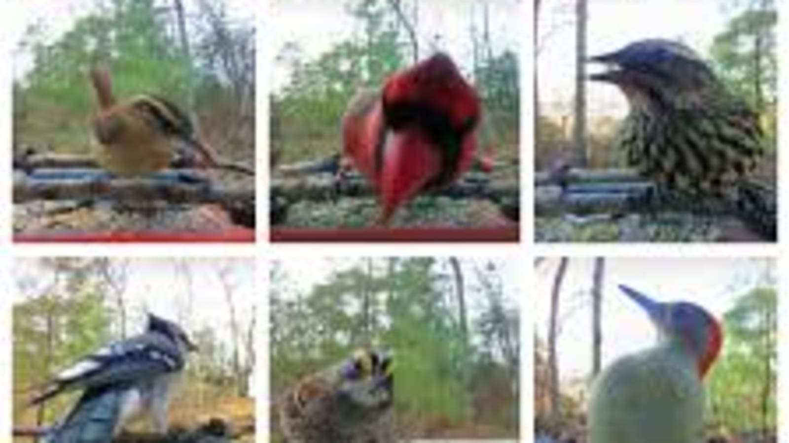 15-Day Birdwatching Tour in Nepal with Koshi Tappu and Annapurna