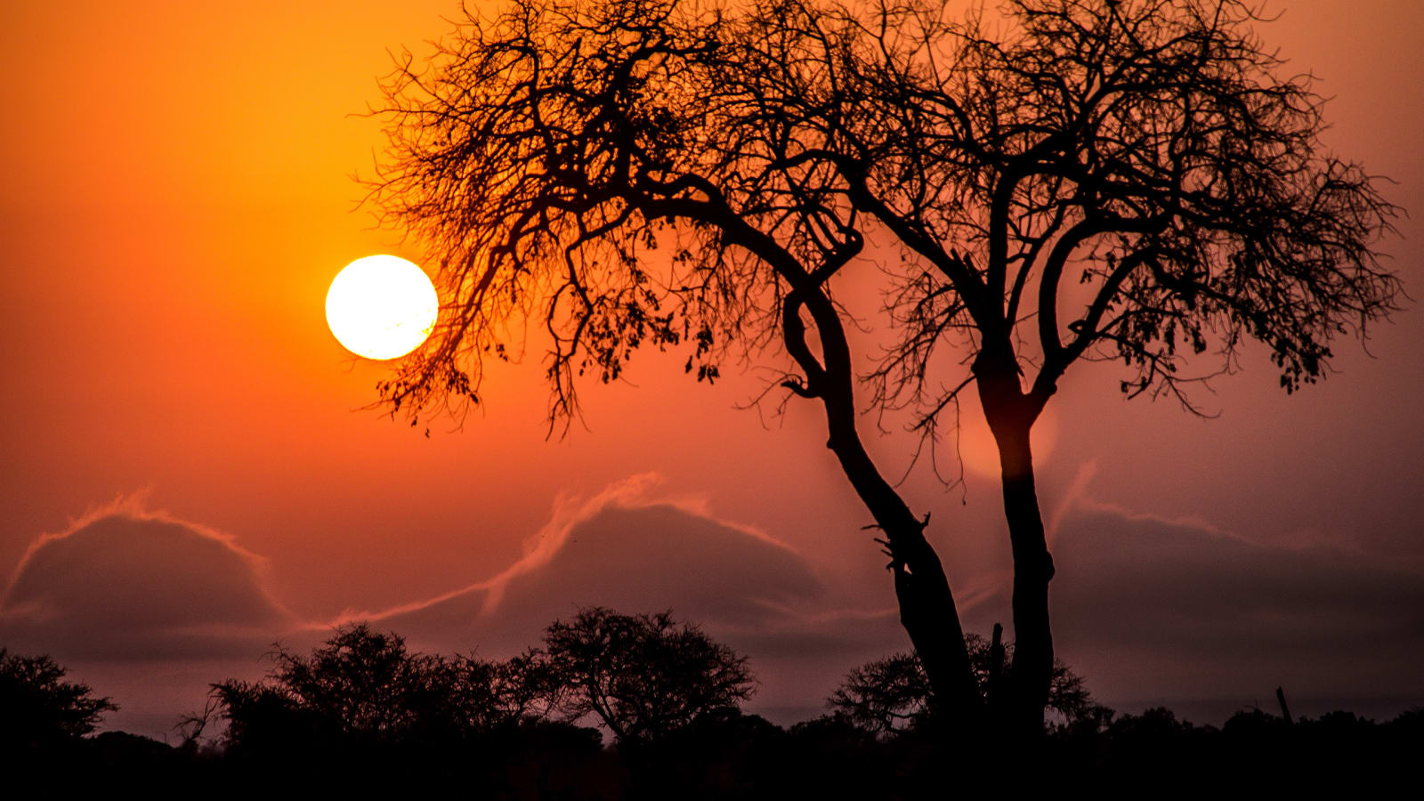 20-Day South Africa Safari and Culture Adventure from Johannesburg