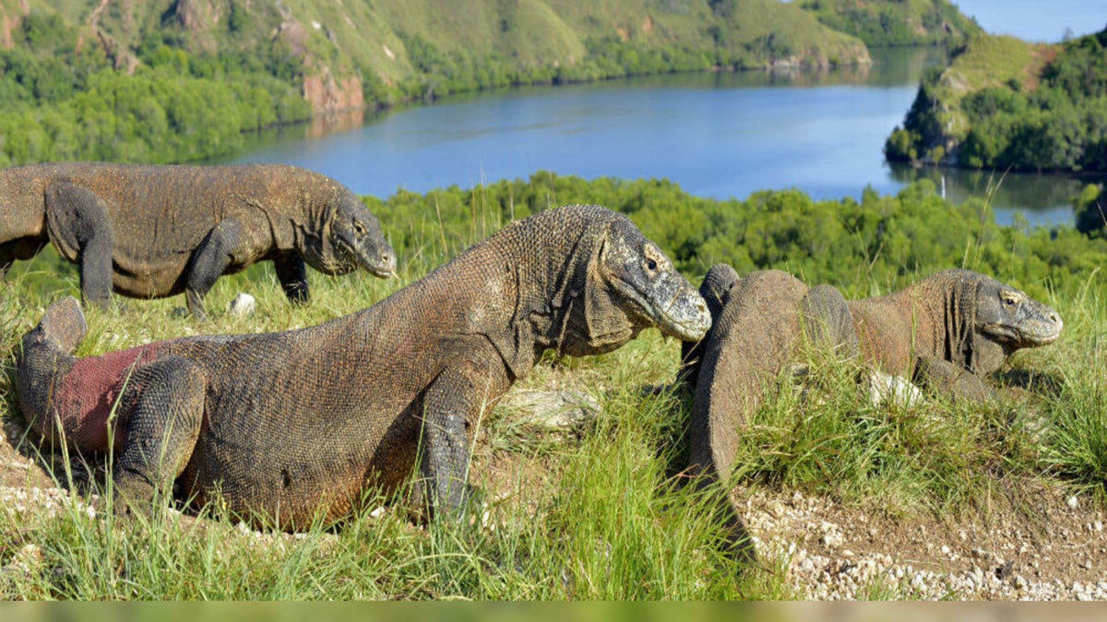 2-Day Labuan Bajo and Komodo Island Shore Excursion from Bali