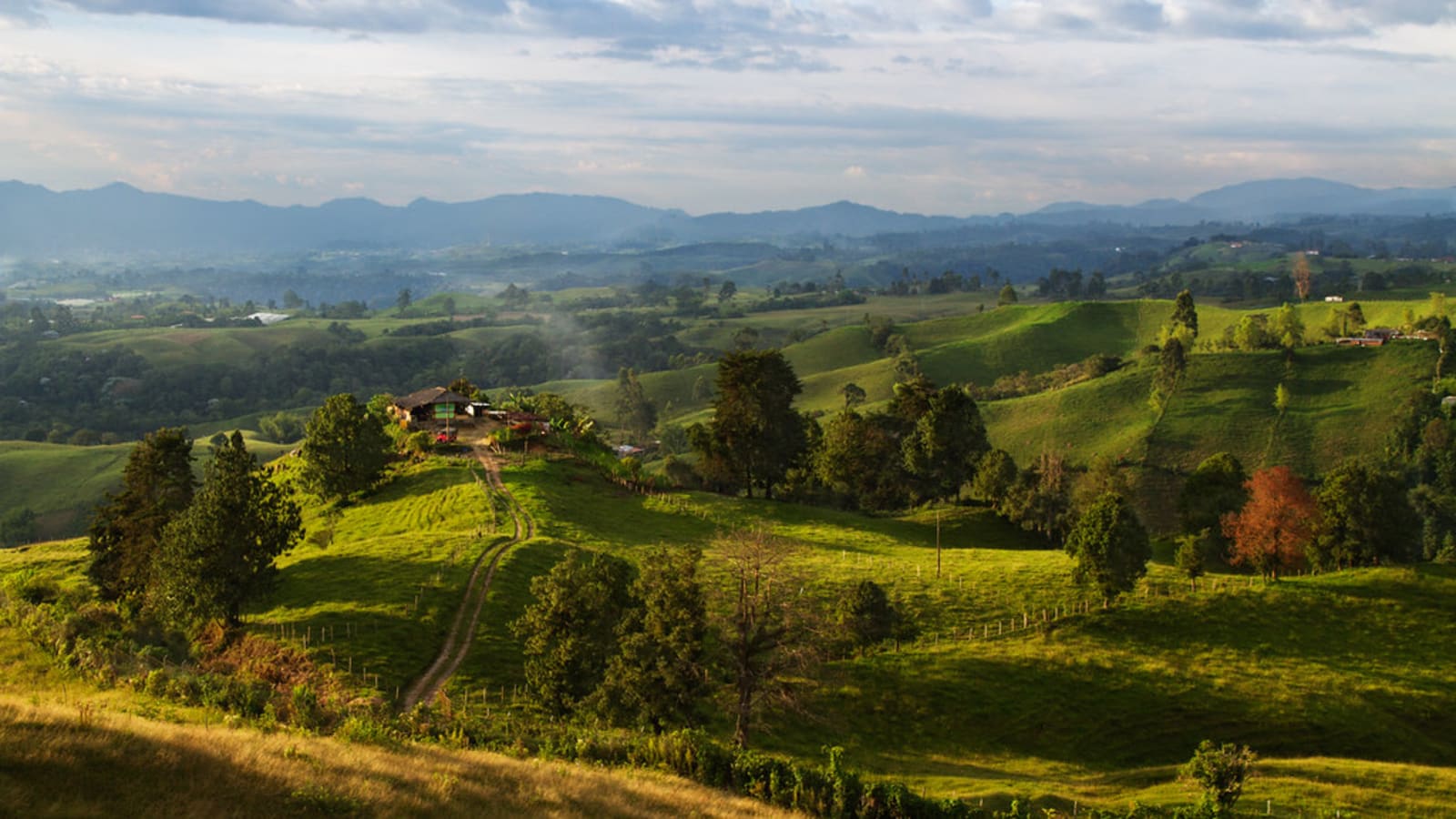 5-Day Coffee Tour in Quindío with Cocora Valley and Colonial Towns