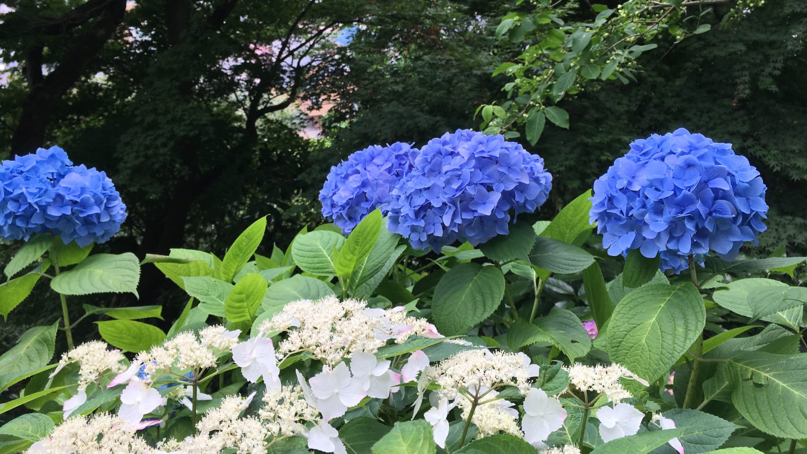 8.5-Hour Kamakura City Tour from Tokyo with Shrines and Enoden